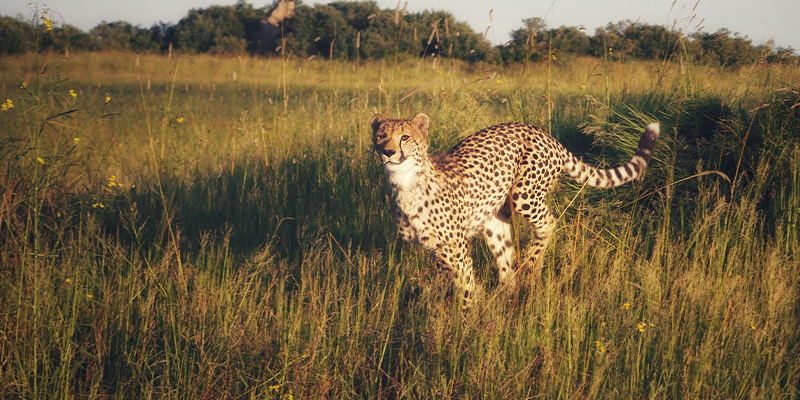 A cheetah running through grass