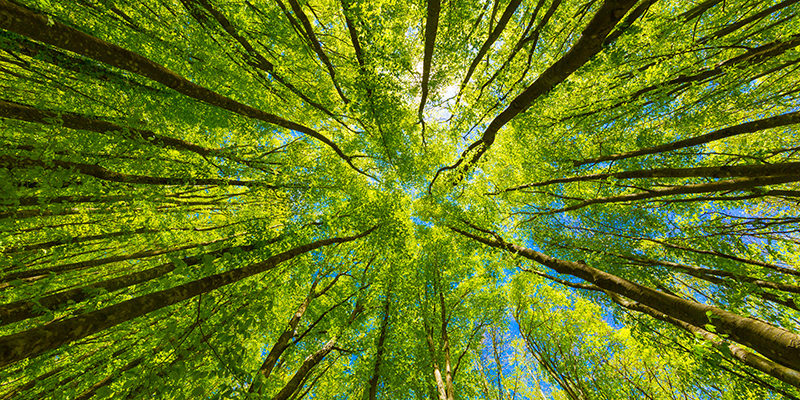 The green tops of trees viewed from below